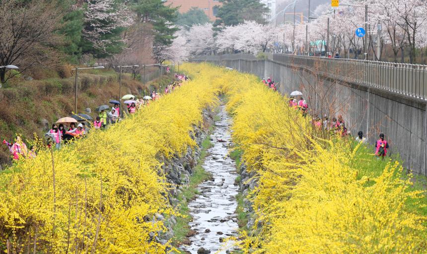 도촌동 벚꽃길 걷기 대회 - 8